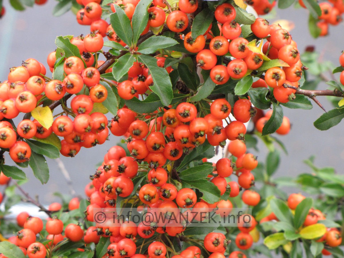 Pyracantha Teton 02 mit Beeren nah.JPG